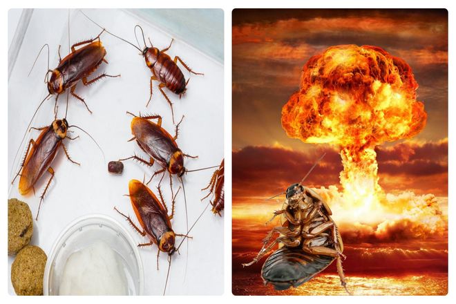 После того, как журналист Ричард Швейд сообщил, что тараканы пережили ядерные взрывы в Хиросиме и Нагасаки в 1945 году. Родился миф о том, что тараканы унаследуют Землю. Разрушителям мифов пришлось проверить, действительно ли таракан самый устойчивый.