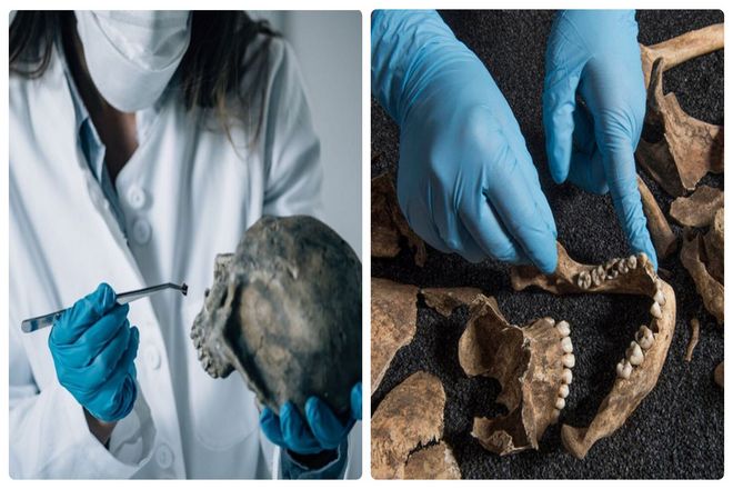Для судебно-медицинских археологов это исключительная новость. Изучающие предысторию (и историю) могут изучать уцелевшие зубы. Узнавать о пище предков и получать данные из состояния их все еще неповрежденных коренных зубов, приобретенных при жизни. По той же причине  зубы используются для опознания тела.