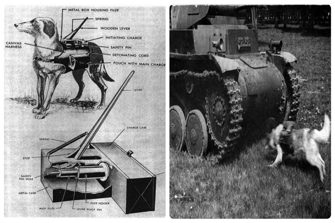 Неизвестно, насколько успешны были собаки, хотя, по оценкам, было уничтожено более 300 танков. К концу войны усилия по дрессировке собак переместились в основном на использование в охране, а не на противотанковых действиях.