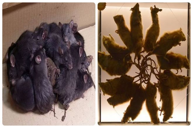 В последний раз крысиного короля находили в 2005 году на ферме в эстонском городе Вырумаа. Где фермер обнаружил стаю из 16 особей, из которых семь крыс были живы.