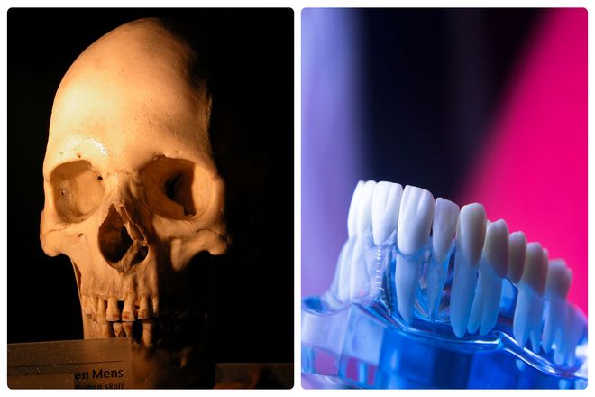 В то время как остальная часть вашего тела разлагается, ваши зубы остаются здоровыми и целыми. На самом деле они становятся сильнее. Скелет проживет сотни лет (в зависимости от почвы). В конце концов он разложится на сморщенную массу исчезающих костей.