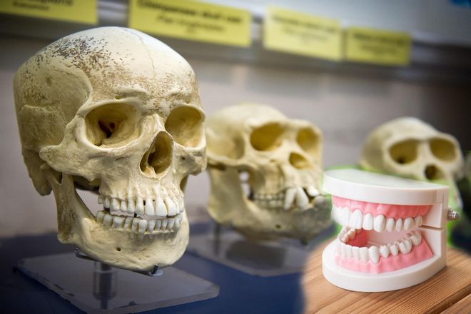 Что происходит с зубами после нашей смерти?