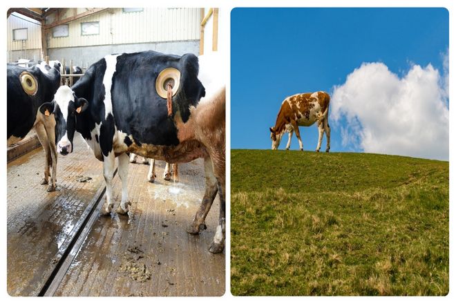 Помимо этого, исследование желудков коров имеет решающее значение, если мы хотим максимизировать производство пищи и свести к минимуму выбросы парниковых газов.