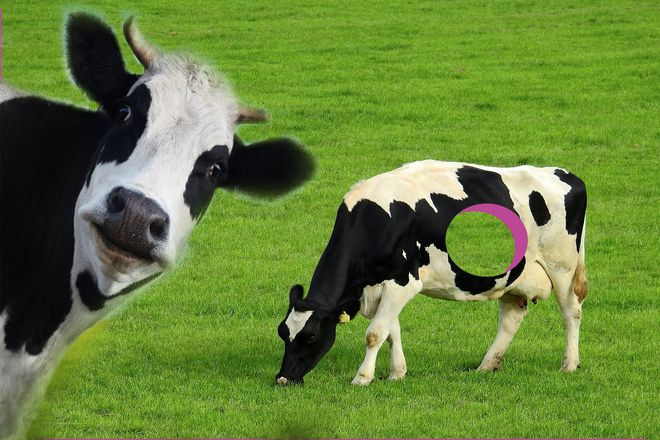 Почему у некоторых коров проделаны отверстия в животе?
