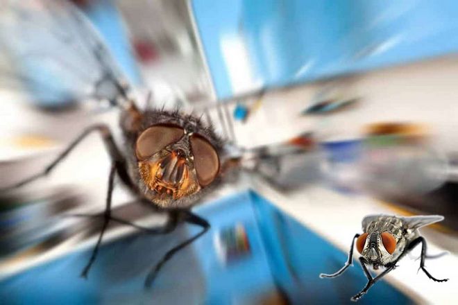 Почему мухи трут лапки друг о друга