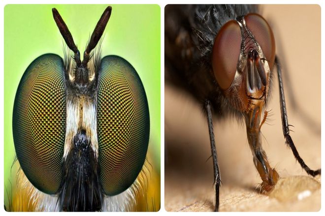 Как мы уже упоминали, мухи обладают сложной сенсорной системой, которая чрезвычайно полезна не только для восприятия запахов потенциального источника пищи, но и для избежания любой опасности.