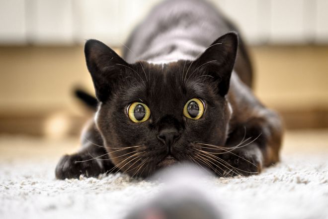 Почему кошки приносят мертвых животных своим владельцам?