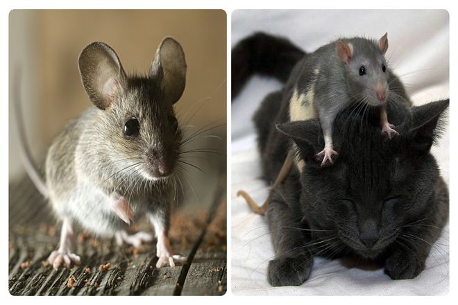 Устойчивые к ядам мыши