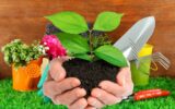 Как выбрать посадочный материал для своего сада: руководство для начинающих