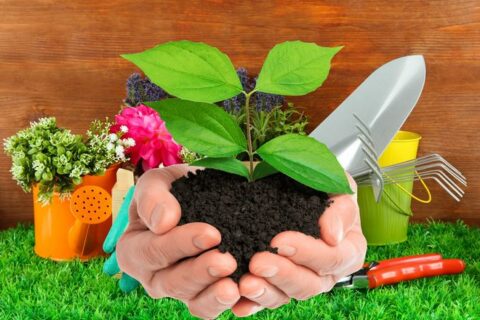 Как выбрать посадочный материал для своего сада: руководство для начинающих