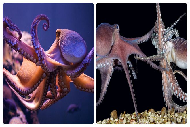 В темных морских глубинах скрывается около 300 видов осьминогов. И некоторые из них совершают жестокие поступки. Например, убивают своего партнера после секса.