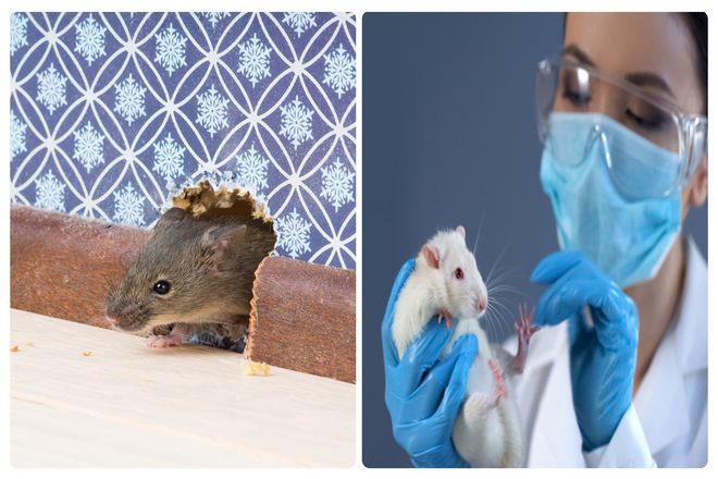 одна вещь известна о крысах совершенно точно - и это не о бубонной чуме. Они, несомненно, сделали современную медицину такой, какая она есть сегодня.