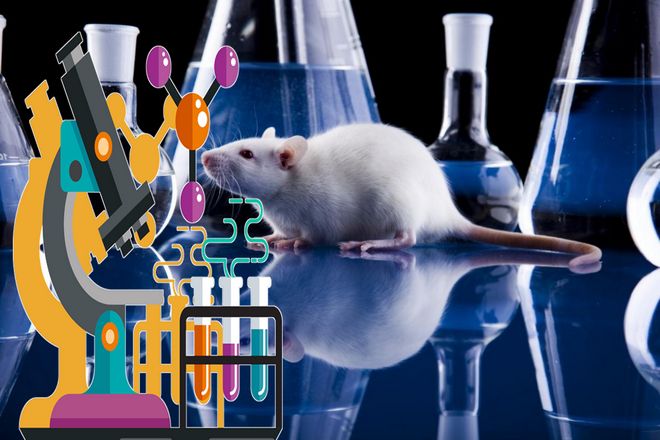 Как крысы навсегда изменили науку