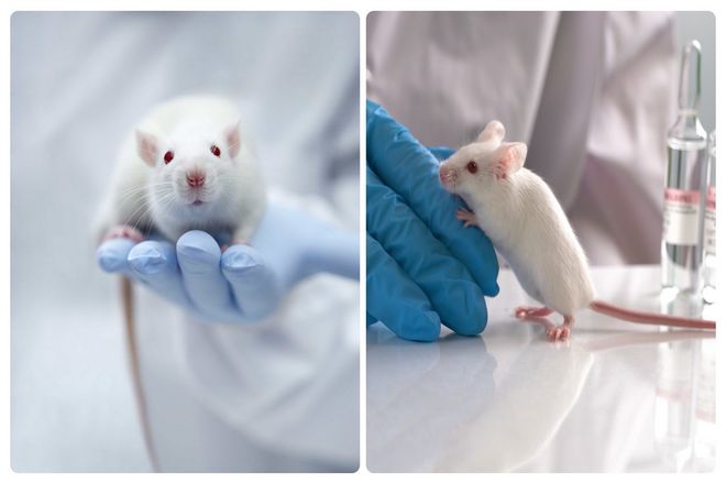Крысы играют такую ​​основополагающую роль, что существует 19 специализированных пород для этой области исследований.