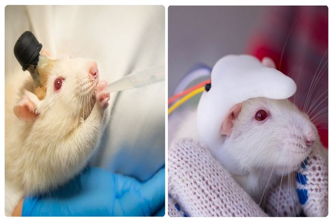 Крысы все чаще становятся кандидатами на операции на головном и спинном мозге. В 2017 ученые смогли заставить крысу с перерезанным спинным мозгом снова ходить. С помощью революционной операции с использованием стволовых клеток человека.