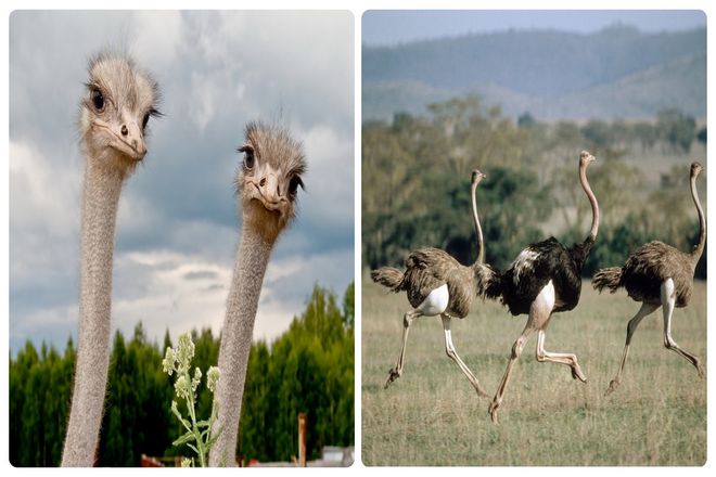 Теоретически страусы могли пробежать весь марафон за 45 минут с максимальной скоростью 80 км/ч. И способностью поддерживать среднюю скорость 50 километров в час на протяжении более 30 километров, превосходя зебру.