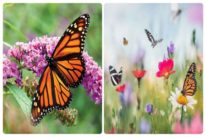 С точки зрения таксономии, мотыльки и бабочки из одного и того же отряда. Который одновременно довольно близок и довольно далек. Это зависит от того, как вы смотрите на вещи в перспективе.
