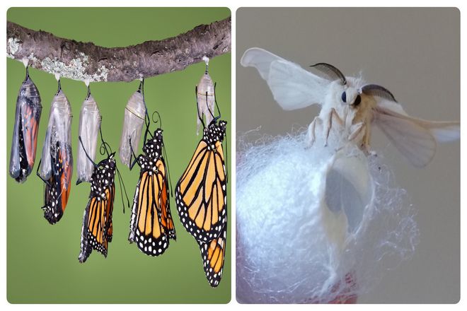 Последним важным отличием мотыльков от бабочек является их переходный период. Между личинкой и взрослой особью. Известный как стадия куколки.