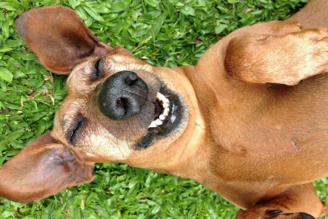 Почему собаки брыкаются, когда их чешут?
