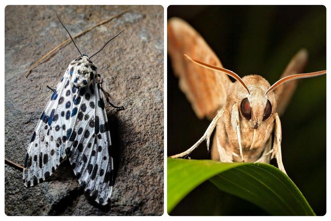 Возможно вы никогда раньше не путали бабочку и мотылька. Но это может быть связано с тем, что бабочкам на самом деле не нравится гоняться за фонариками, как мотылькам.