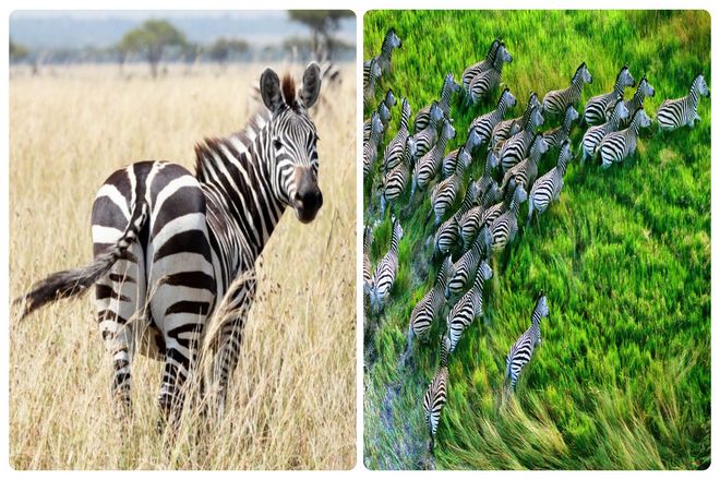 У зебр одни из самых длинных миграционных путей среди наземных млекопитающих. Самый длинный из которых простирается на 500 километров.