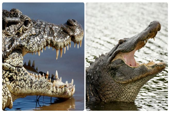 Нет никаких сомнений в том, что аллигаторы могут стать довольно большими. Однако в целом аллигаторы обычно меньше и менее агрессивны, чем крокодилы.