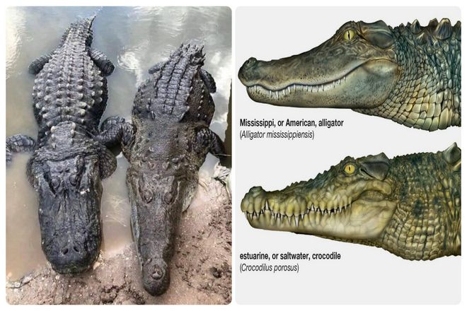 У аллигаторов, как правило, широкая U-образная морда. Когда их челюсти закрыты, вы обычно не можете видеть их зубы. У крокодилов, с другой стороны, тонкая V-образная морда, а зубы видны, когда рот закрыт.