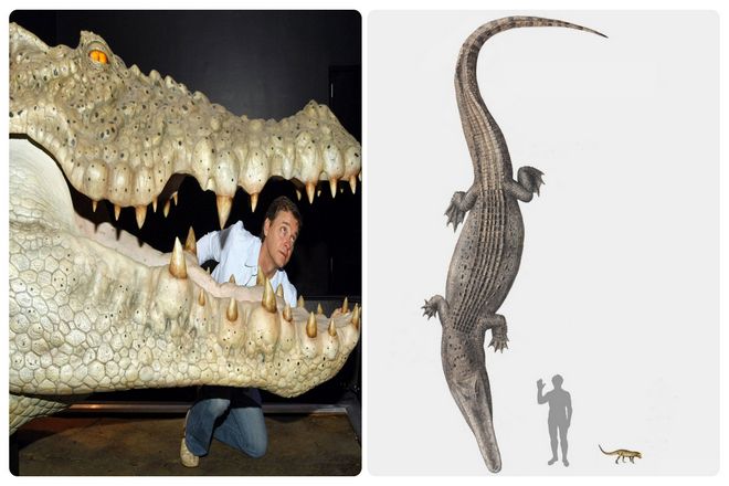 Если вы думали, что аллигаторы, большие, то вы не должны знать о Shieldcroc. Живя примерно от 93 до 99 миллионов лет назад, он был назван "отцом всех крокодилов". В период своего расцвета Shieldcroc имел длину более 10 метров и ширину головы почти 2 метра. Ой!