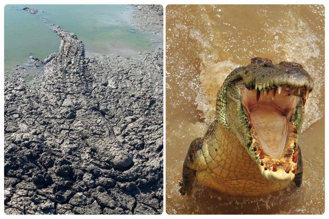 Но если аллигатор или крокодил схватит вас в воде, вам будет намного хуже. Во-первых, их челюсти, вероятно, вцепятся в вас, потому что вы были у воды и попали в засаду.