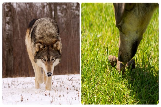 Когда представится возможность, дикие животные будут валяться в вещах, которые имеют совершенно чужие запахи. В 1986 г. в исследовании были представлены две группы волков с восемью запахами из четырех разных категорий.