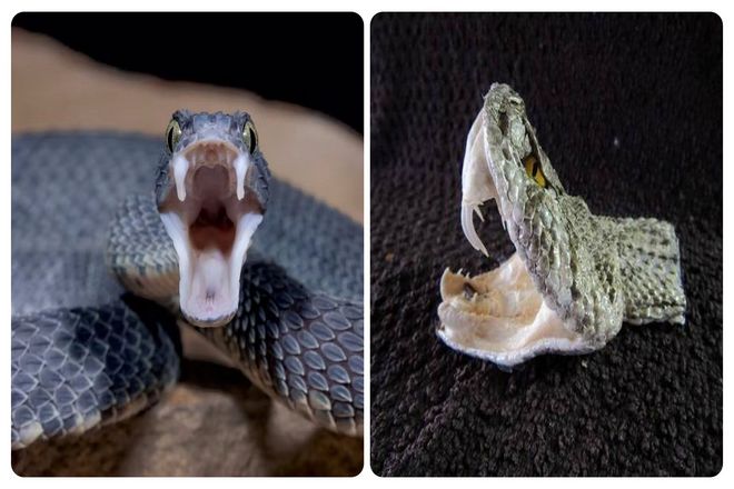 Нервные импульсы могут заставить отрубленную голову змеи укусить вас