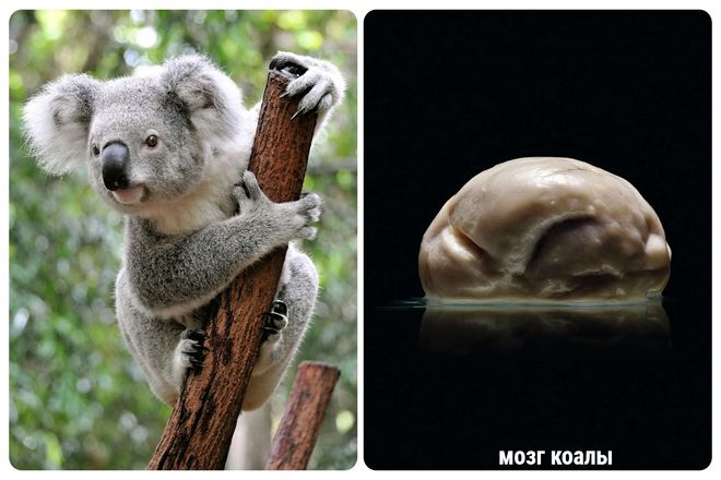 Вы, наверное, слышали о наших приятных друзьях, коалах. Хотя они находятся под угрозой исчезновения из-за событий, связанных с изменением климата, коалы также невероятно глупы.