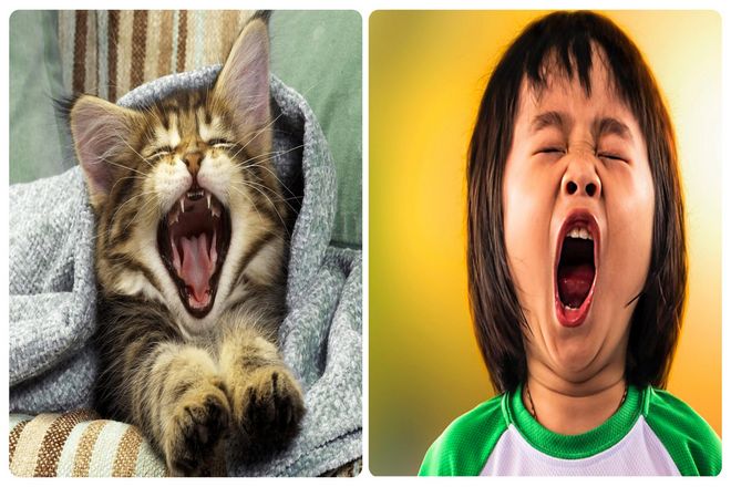 Оказывается, люди не только зевают, когда видят, как это делают другие. Но и часто зевают, когда видят фотографии поведения и даже когда читают об этом, как в этой статье!