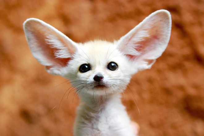 Очаровательная лисица фенек: встречайте самого маленького хищника Сахары