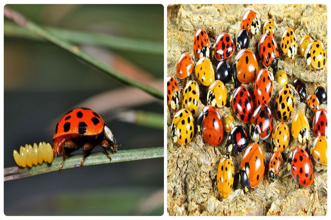 В мире насчитывается не менее 5000 видов этих насекомых. Так что существует множество разновидностей, помимо типичных круглых, красных с черными пятнами.