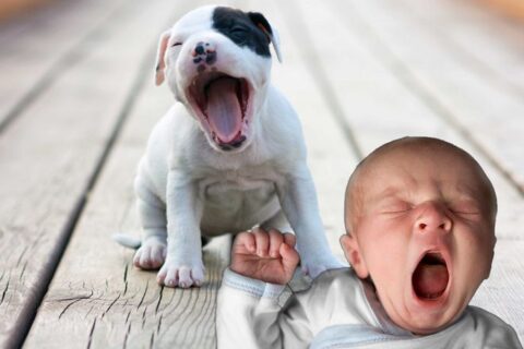 Действительно ли зевание заразно?