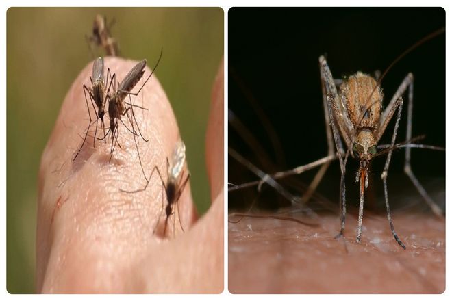Одним словом, самки комаров кусают нас не для того, чтобы досадить, а для того, чтобы увековечить свой род. Возможно, если бы мы заключили с ними договор и отдали им все запасы коллагена, имеющиеся в аптеках, эти надоедливые отношения прекратились бы.