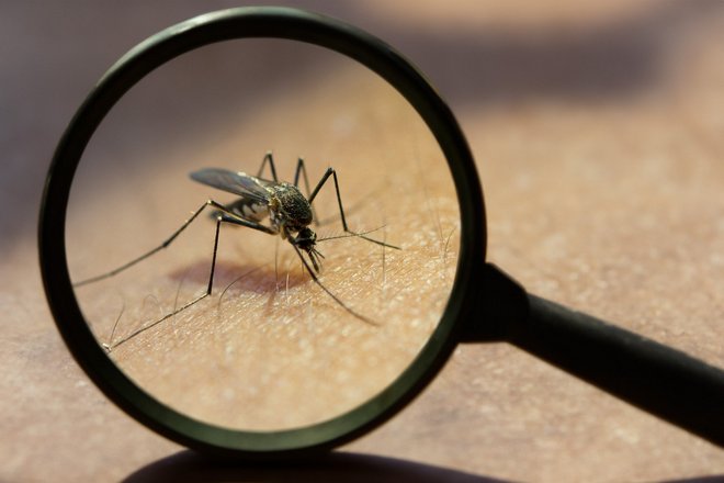 Почему кусаются только самки комаров?
