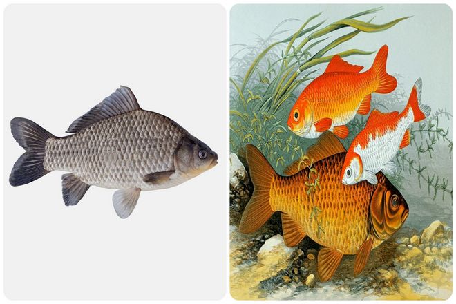 1000 лет назад красивая рыба, которую мы видим сегодня, на самом деле выглядела примерно так.