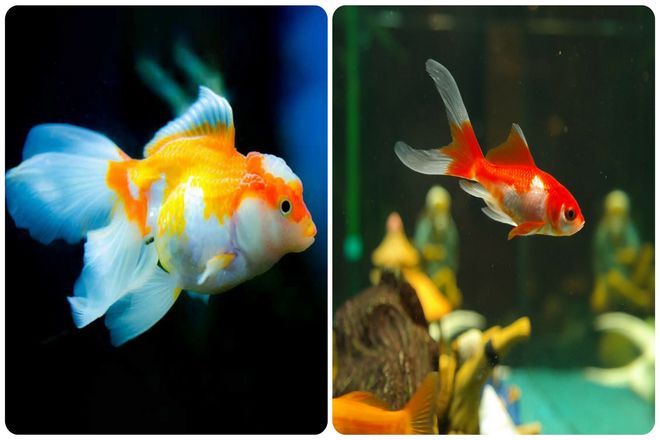 Когда мы думаем о золотой рыбке, мы, вероятно, представляем себе что-то вроде этого милого существа