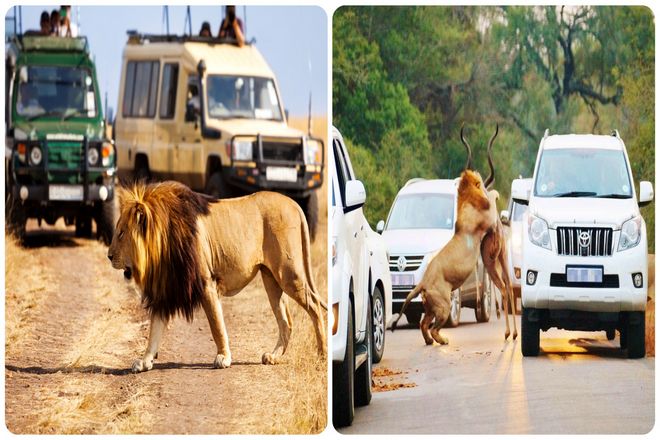 Почему львы не нападают на автомобили сафари-путешественников?