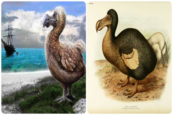 Ни для кого не секрет, что в прошлом люди были причиной вымирания видов, и самым известным примером является дронт. Эти нелетающие птицы когда-то бродили по острову Маврикий.