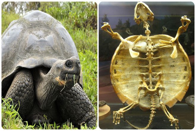 Как выглядит черепаха без панциря? Сила и слабость брони.