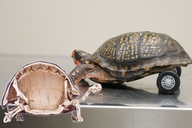 Как выглядит черепаха без панциря? Сила и слабость брони.